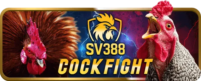 Các trận đấu đá gà kịch tính và hấp dẫn tại MV9BET